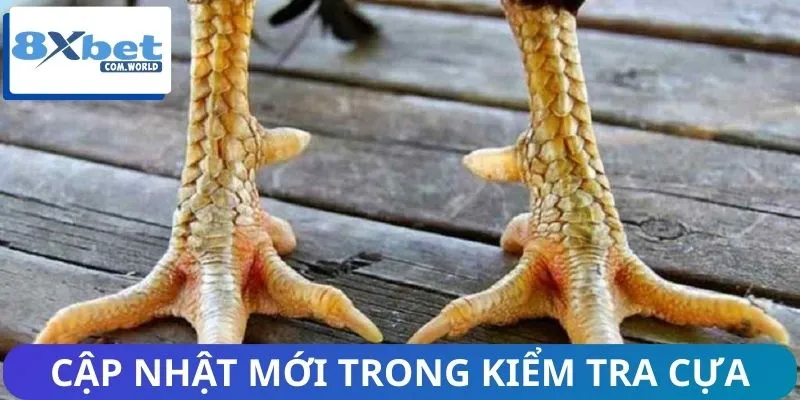 Luật Thi Đấu Đá Gà 8XBET - Update Những Thay Đổi Mới Nhất 3 Lưu ý những thay đổi về cựa