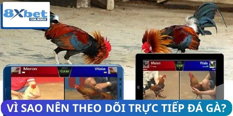 Phát Sóng Trực Tiếp Đá Gà - Đủ Sảnh C1 Đến C6 Siêu Nóng 1 Xem phát sóng trực tiếp đá gà mang đến nhiều lợi ích