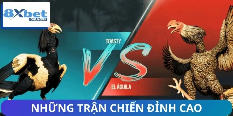 Tin Nổi Bật Nhất Về Đá Gà 8XBET – Cập Nhật Kèo Hot Mỗi Ngày 2 Mãn nhãn với những cuộc so tài đỉnh cao của chiến kê