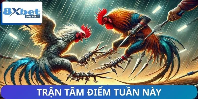 Trận Đấu Đáng Chú Ý Tuần Này – Lịch Thi Đấu Nóng Tại 8XBET 1 Những trận đá gà rực lửa khiến người xem mãn nhãn