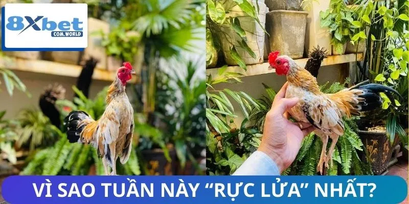 Trận Đấu Đáng Chú Ý Tuần Này – Lịch Thi Đấu Nóng Tại 8XBET 3 Những trận đấu đáng chú ý tuần này cực Hot